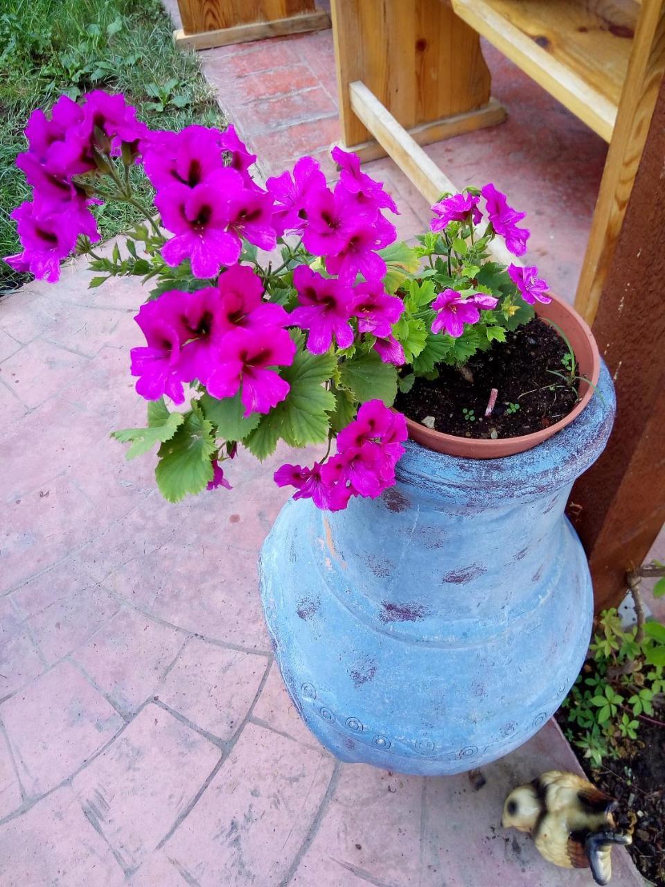 פרימורסקו Alba Family Club Hotel מראה חיצוני תמונה